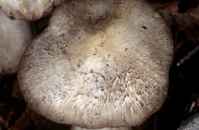 Tricholoma filamentosum o Tricholoma pardinum v filamentosum